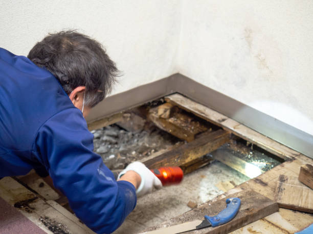 Best Black Mold Removal  in Casa Blanca, AZ