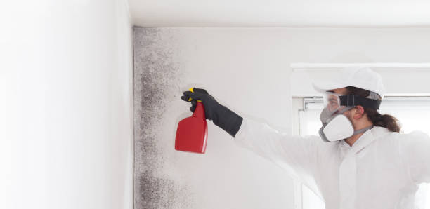 Best Local Mold Removal Service  in Casa Blanca, AZ